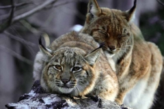ZOO Liberec