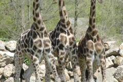 ZOO Plzeň