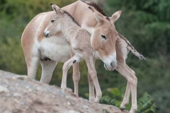 ZOO Plzeň