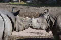 ZOO Plzeň