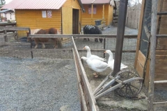Česká svíčkárna