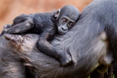 ZOO Praha