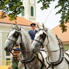 Hřebčín Kladruby nad Labem opět otevřen Hřebčín Kladruby nad Labem opět otevřen