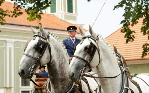 hřebčín Kladruby, traVEZ cestovní agentura